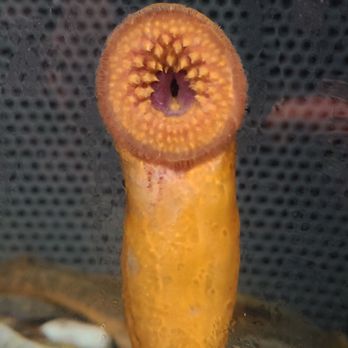Shedd Aquarium - Aquariums Near Me - Chicago, Illinois