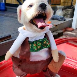Sitting Pretty Dog Resort - Happy October