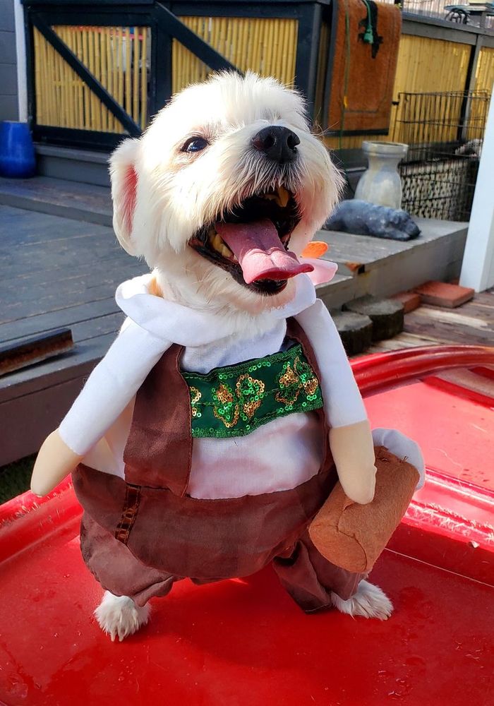 Sitting Pretty Dog Resort - pet boarding facility in Los Angeles, CA