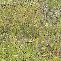 Shuffletown Park - Yellow bird!