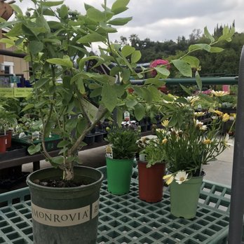 Armstrong Garden Centers - Blueberry plant , cilantro and two daisy flowers - Nurseries & Gardening Near Me - Monrovia, California