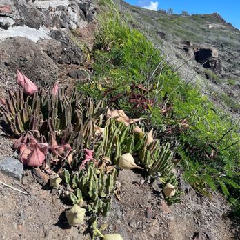 Makapu'u Point Lighthouse Trail - Hiking Near Me - Honolulu, Hawaii