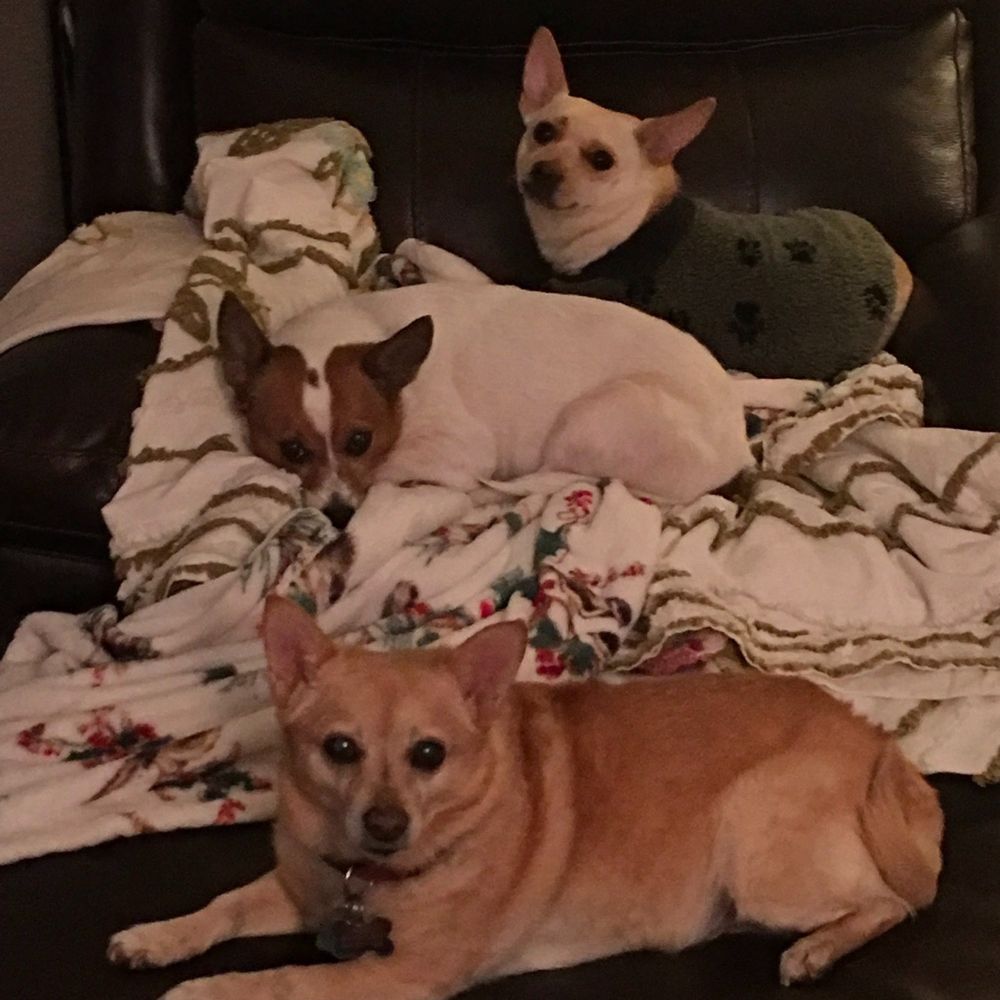Mountain Aire Veterinary Hospital - Roo Roo (Ms Roo), Corkey, Dinky (Doodle Butts) They love Dr Cosko! - Veterinarians Near Me - Lebec, California Mountain Aire Veterinary Hospital - Roo Roo (Ms Roo), Corkey, Dinky (Doodle Butts) They love Dr Cosko! - Veterinarians Near Me - Lebec, California