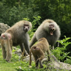 Cerza zoo