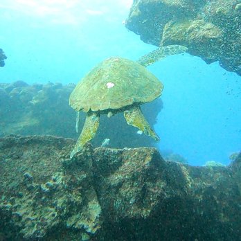 Seasport Divers - Spotted turtles - Scuba Diving Near Me - Koloa, Hawaii Seasport Divers - Spotted turtles - Scuba Diving Near Me - Koloa, Hawaii