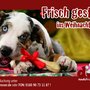 Photo of Dogdresser