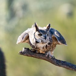 Arizona-Sonora Desert Museum - Great horn owl