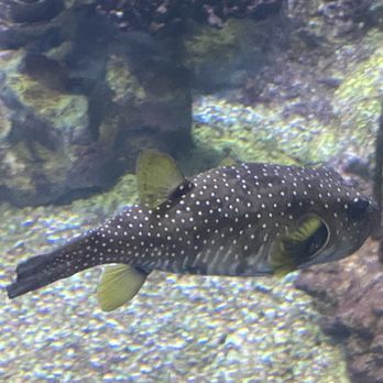 Birch Aquarium - Aquariums Near Me - La Jolla, California