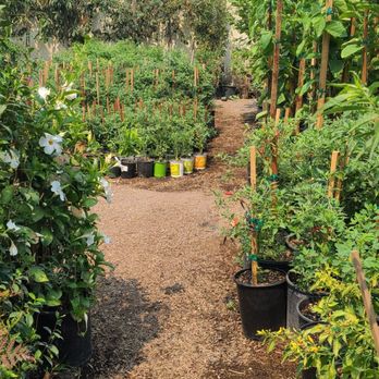 Compton Nursery & Florist - Florists Near Me - Compton, California
