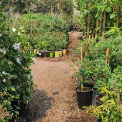 Compton Nursery & Florist