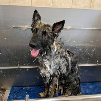 K-9 Country Club - A soothing bath - Pet Training Near Me - Normal, Illinois K-9 Country Club - A soothing bath - Pet Training Near Me - Normal, Illinois