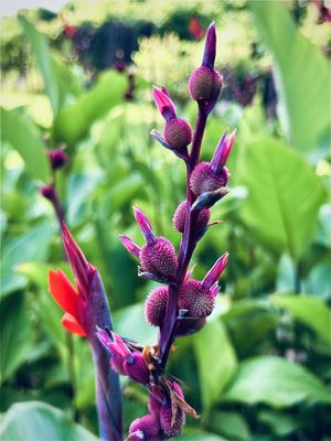 Photo of Columbia Canal & Riverfront Park - Columbia, SC, US. Cana Lilly