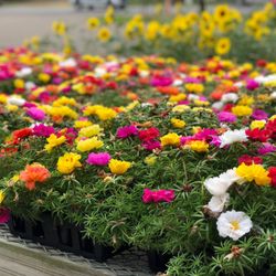 Claussen's Florist - Vermont grown Annuals and Vegetables are available from May through September.