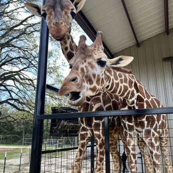 TEXAS ZOOFARI PARK - Updated August 2025 - 125 Photos & 22 Reviews