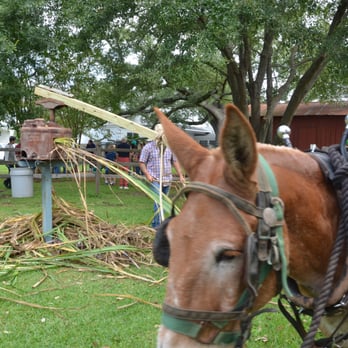 West Baton Rouge Museum - Grinding sugar cane the old way. - Museums Near Me - Port Allen, Louisiana