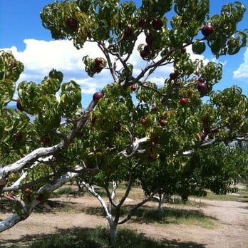 Apple Hill Ranch - Ranches Near Me - Bishop, California Apple Hill Ranch - Ranches Near Me - Bishop, California