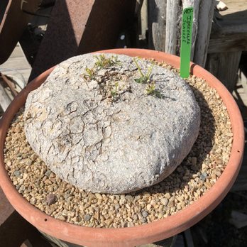 Grow - What?? - Nurseries & Gardening Near Me - Cambria, California