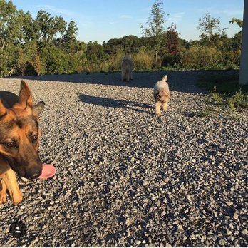 Our Dogs' Life - Dog Walkers Near Me Our Dogs' Life - Dog Walkers Near Me