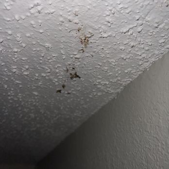Hampton Inn Charlotte/Matthews - That's a smashed massive roach. I found on the wall looking at me. Disgusting damn right I killed it. - Hotels Near Me - Matthews, North Carolina