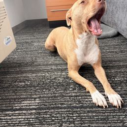 Sandy yawning Sandy yawning