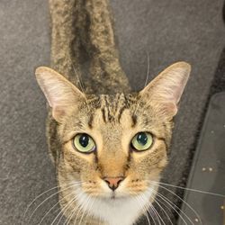 AA Animal Hospital - My cat he treated !