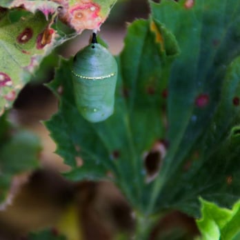 Botanical Building - Monarch Butterfly Cocoon - Botanical Gardens Near Me - San Diego, California