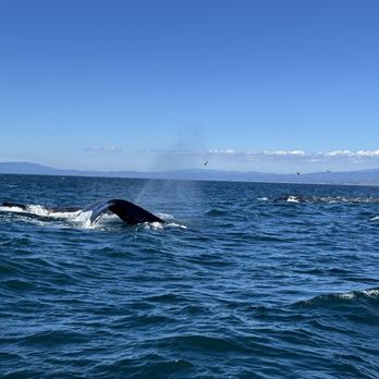 Discovery Whale Watch - Whale Watching Tours Near Me - Monterey, California Discovery Whale Watch - Whale Watching Tours Near Me - Monterey, California