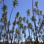 Photo of Kiowea Beach Park