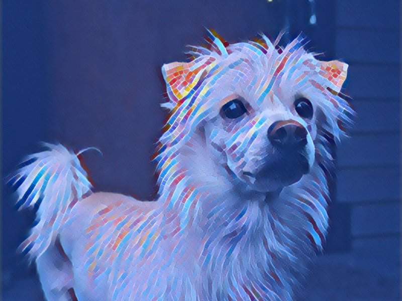 PRISMATIC PET GROOMING Request an Appointment Eugene, Oregon Pet