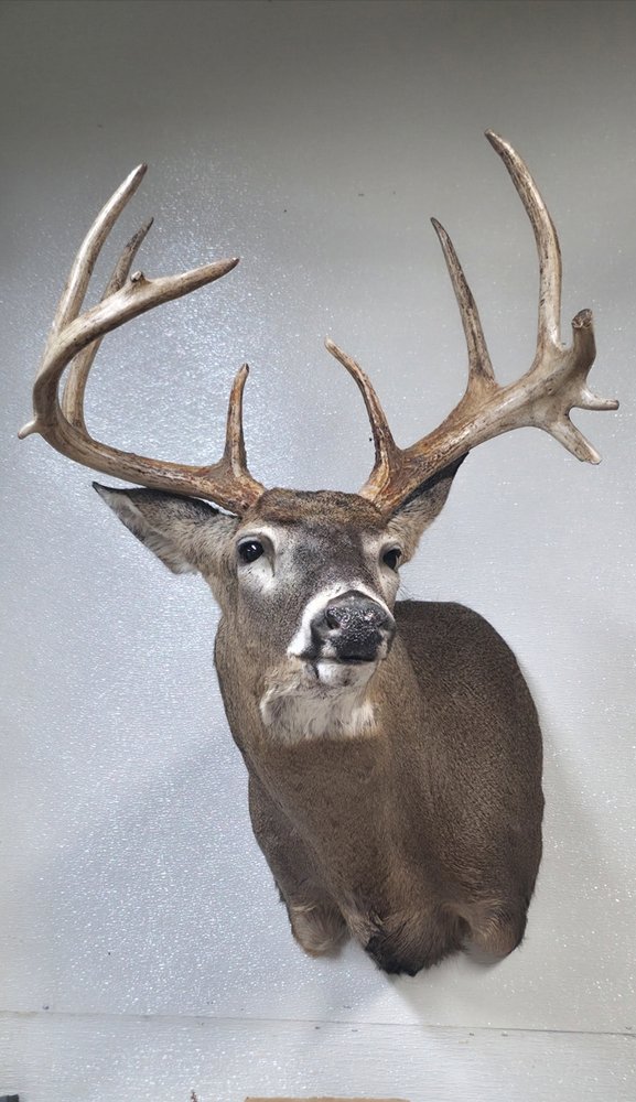 Sutton's Taxidermy - taxidermy in Mexico, NY