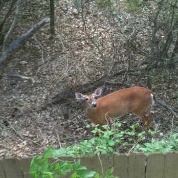 Northland at the Arboretum - Deer! - Apartments Near Me - Austin, Texas Northland at the Arboretum - Deer! - Apartments Near Me - Austin, Texas