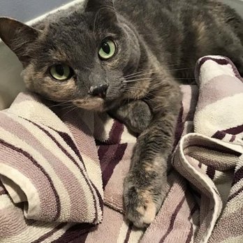 Club Cat - Dopey loved being able to have a towel from home with her! - Pet Boarding Near Me - Irvine, California