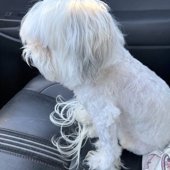Treats Unleashed - Face, head and legs are not trimmed properly. - Pet Stores Near Me - Chesterfield, Missouri Treats Unleashed - Face, head and legs are not trimmed properly. - Pet Stores Near Me - Chesterfield, Missouri