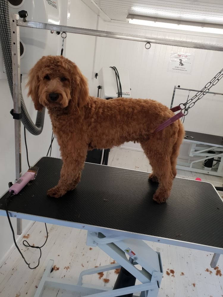 TOPS N TAILS PROFESSIONAL DOG GROOMING Updated September 2024 15