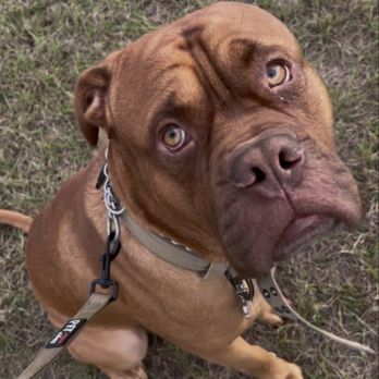 K9 Department - Sitting and following commands - Pet Training Near Me - Bushnell , Florida K9 Department - Sitting and following commands - Pet Training Near Me - Bushnell , Florida
