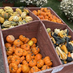 Treadway Garden - Mini pumpkins