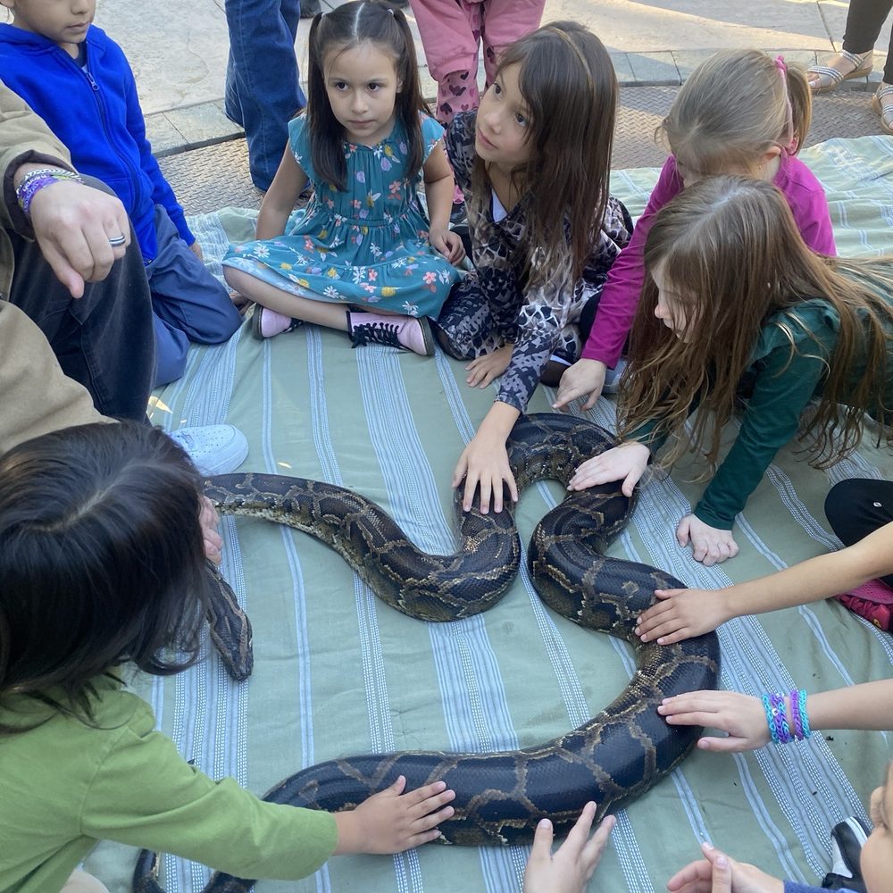 Reptile Rascals - Reptile Shops Near Me Reptile Rascals - Reptile Shops Near Me