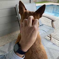 Grandmas4hire Pet Sitting & Dog Walking - Bucky loves an ear scratch!