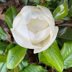 Sue Simpson Garden - Sue Simpson Garden magnolia