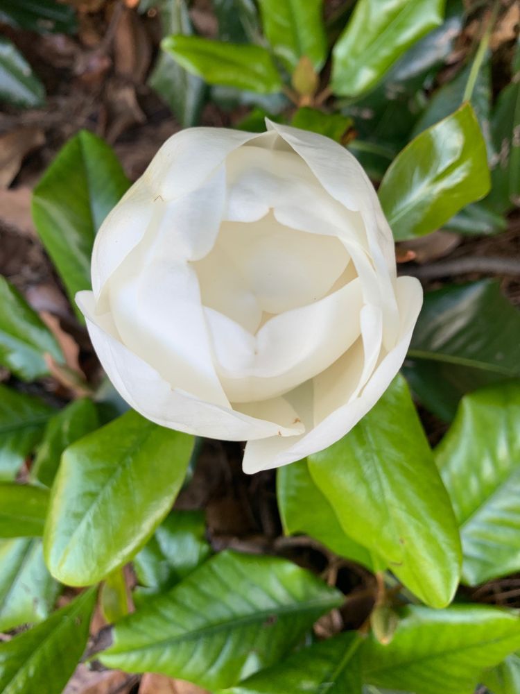 Sue Simpson Garden Image