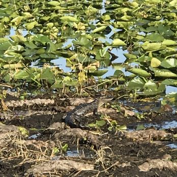 Wild Willy's Airboat Tours - One of the many baby alligators we saw - Boat Tours Near Me - Saint Cloud, Florida Wild Willy's Airboat Tours - One of the many baby alligators we saw - Boat Tours Near Me - Saint Cloud, Florida