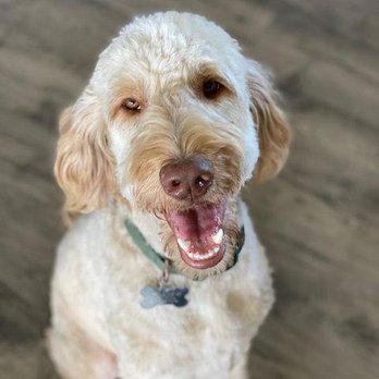 Camp Doodle Woods - F1b Goldendoodle - Pet Breeders Near Me Camp Doodle Woods - F1b Goldendoodle - Pet Breeders Near Me