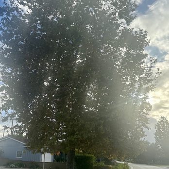 3D Tree Services, Inc. - Before - Tree Services Near Me