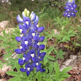 Bluebonnet season! Right at the entrance.