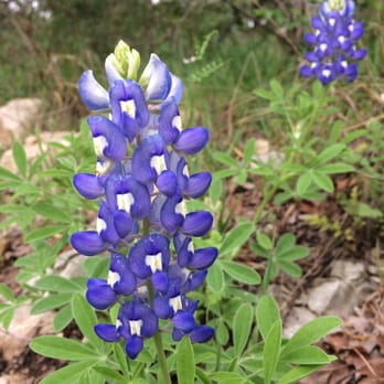 Violet Crown Trail - Bluebonnet season! Right at the entrance. - Hiking Near Me - Austin, Texas
