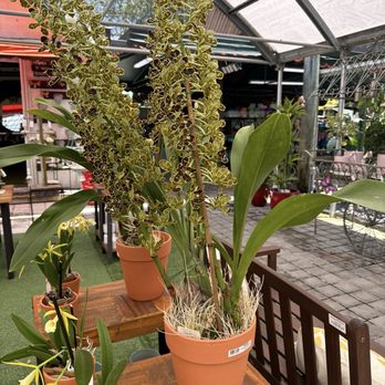 Casaplanta Garden Center - Nurseries & Gardening Near Me - Miami, Florida