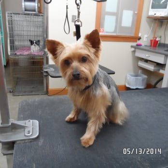 K 9 Grooming - Pet Groomers Near Me - Springvale, Maine K 9 Grooming - Pet Groomers Near Me - Springvale, Maine