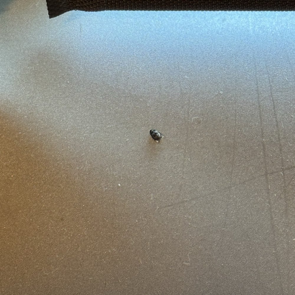 M Resort - A lovely dead bug on the window sill - Hotels Near Me - Henderson, Nevada