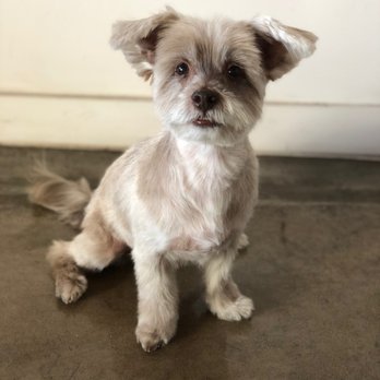 DogsForLoveGrooming - After! - Pet Groomers Near Me - Los Angeles, California DogsForLoveGrooming - After! - Pet Groomers Near Me - Los Angeles, California