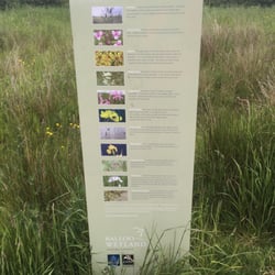 Balloo Wetland